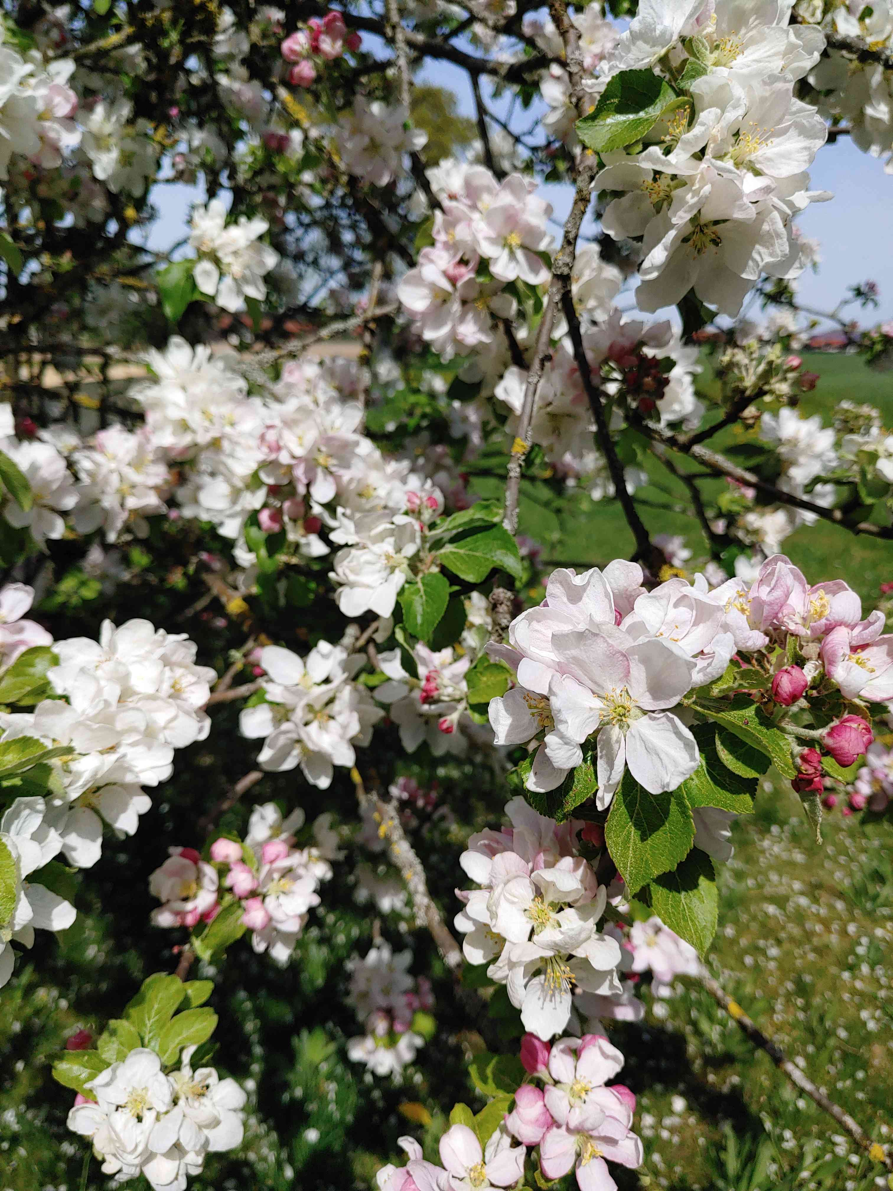 Blühender Apfelbaum
