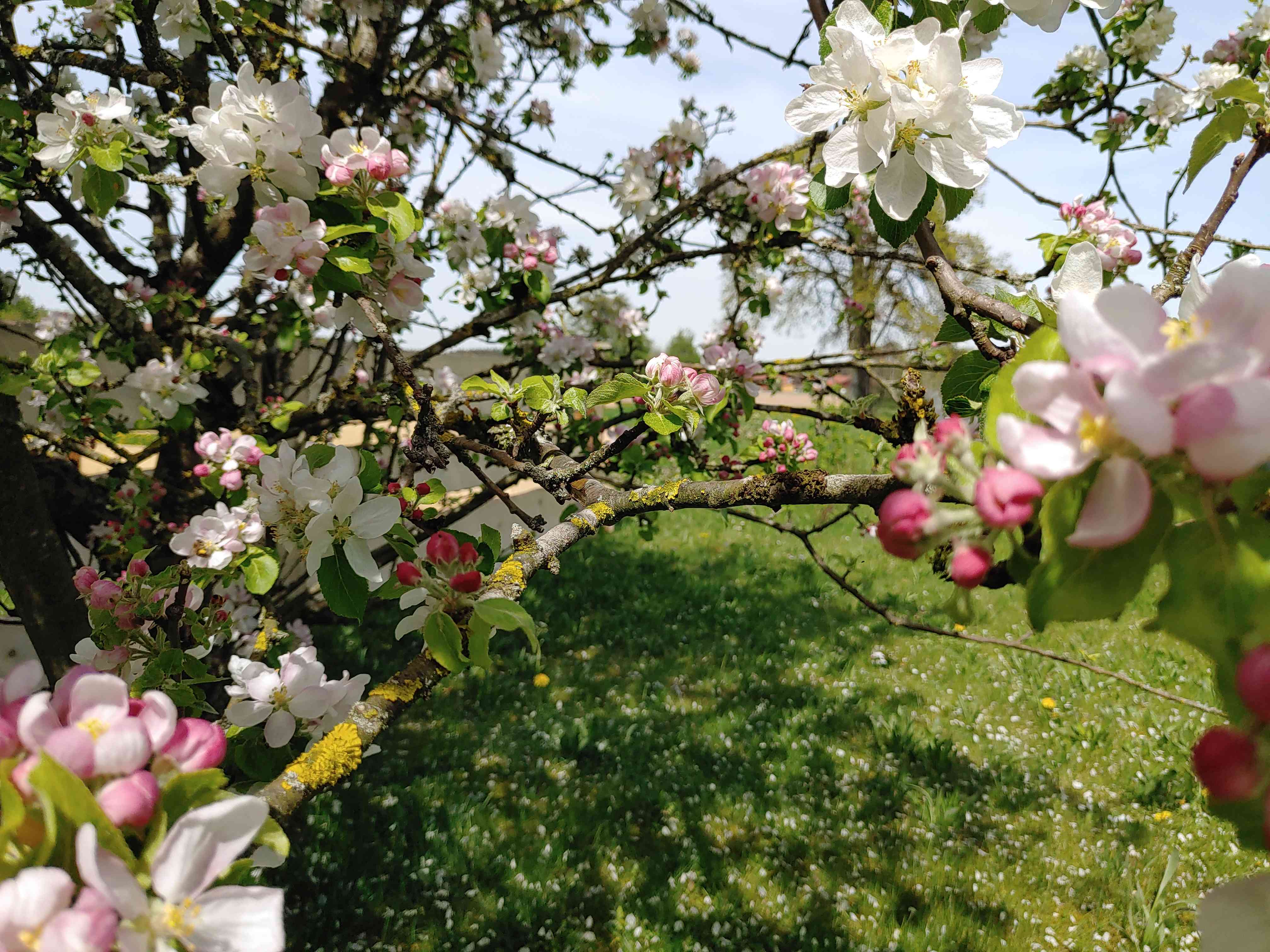 Blühender Apfelbaum