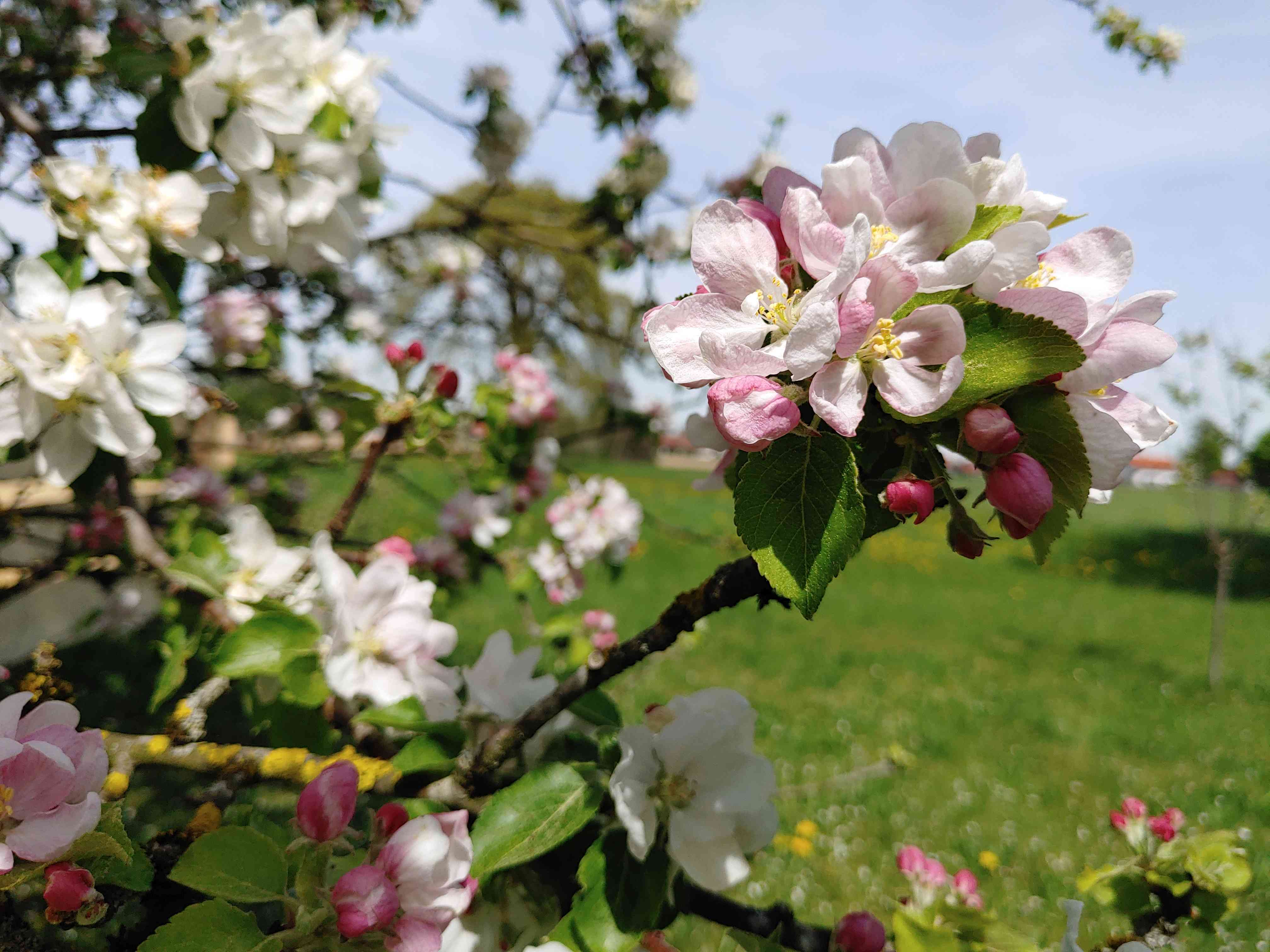 Blühender Apfelbaum