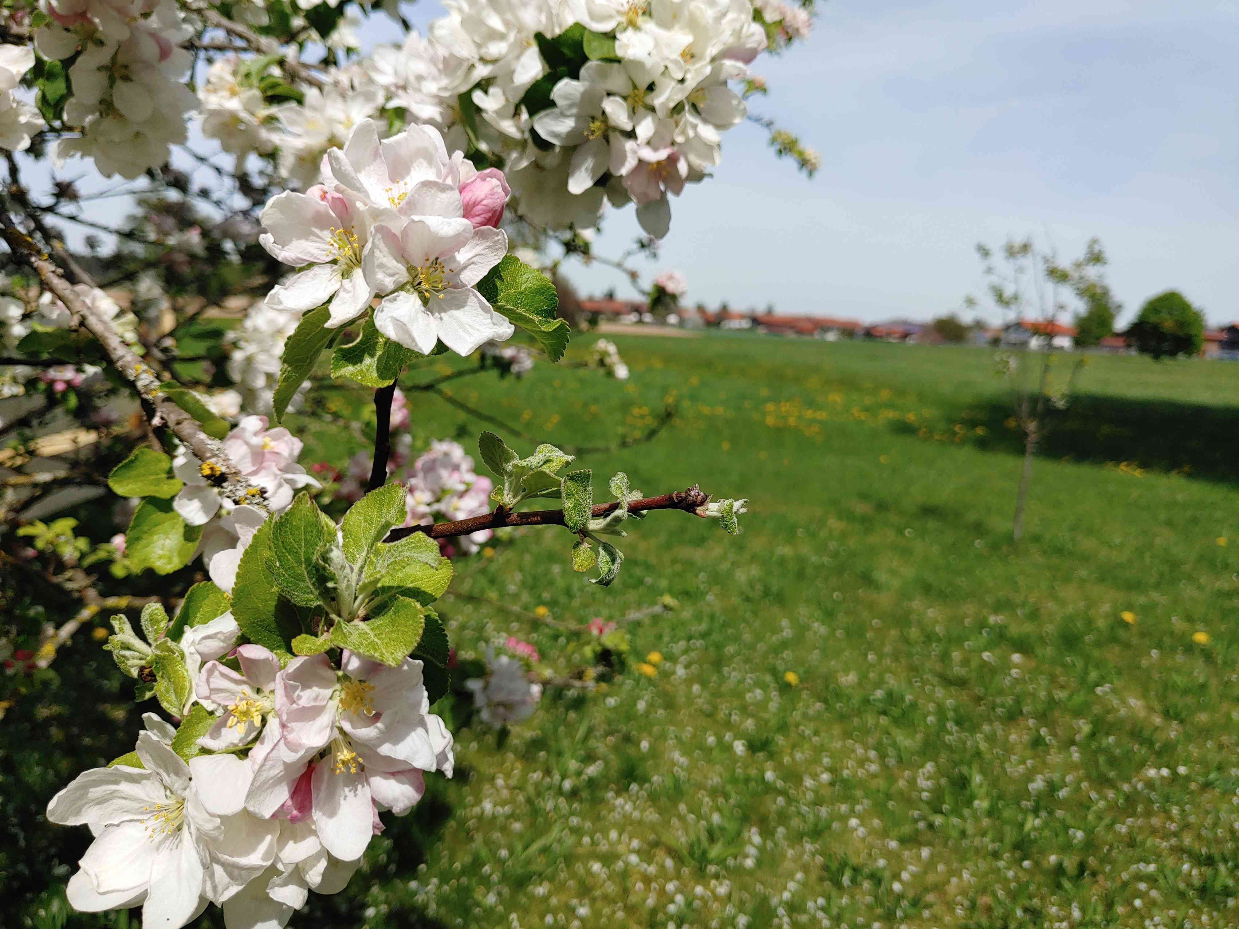 Blühender Apfelbaum