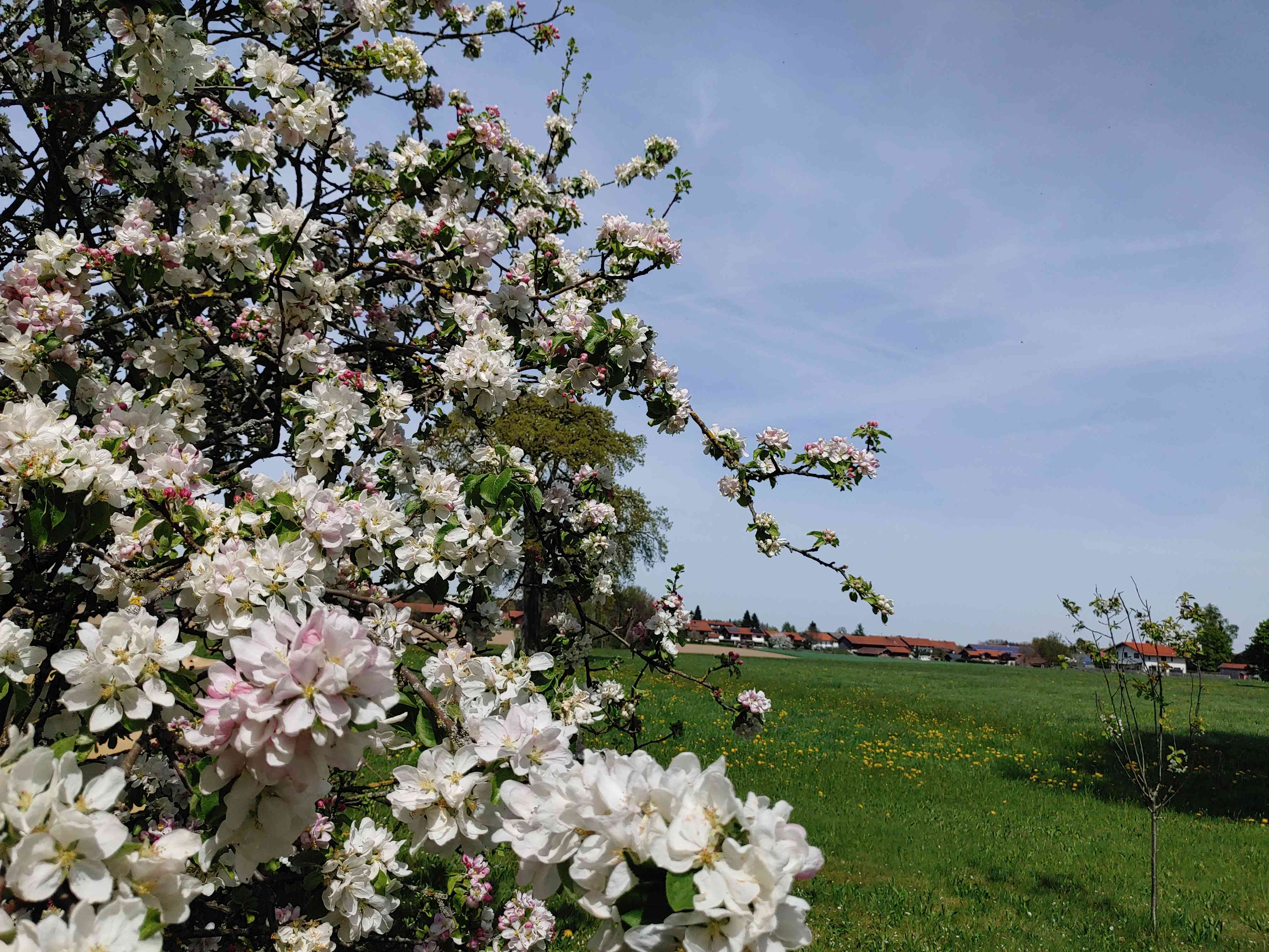 Blühender Apfelbaum