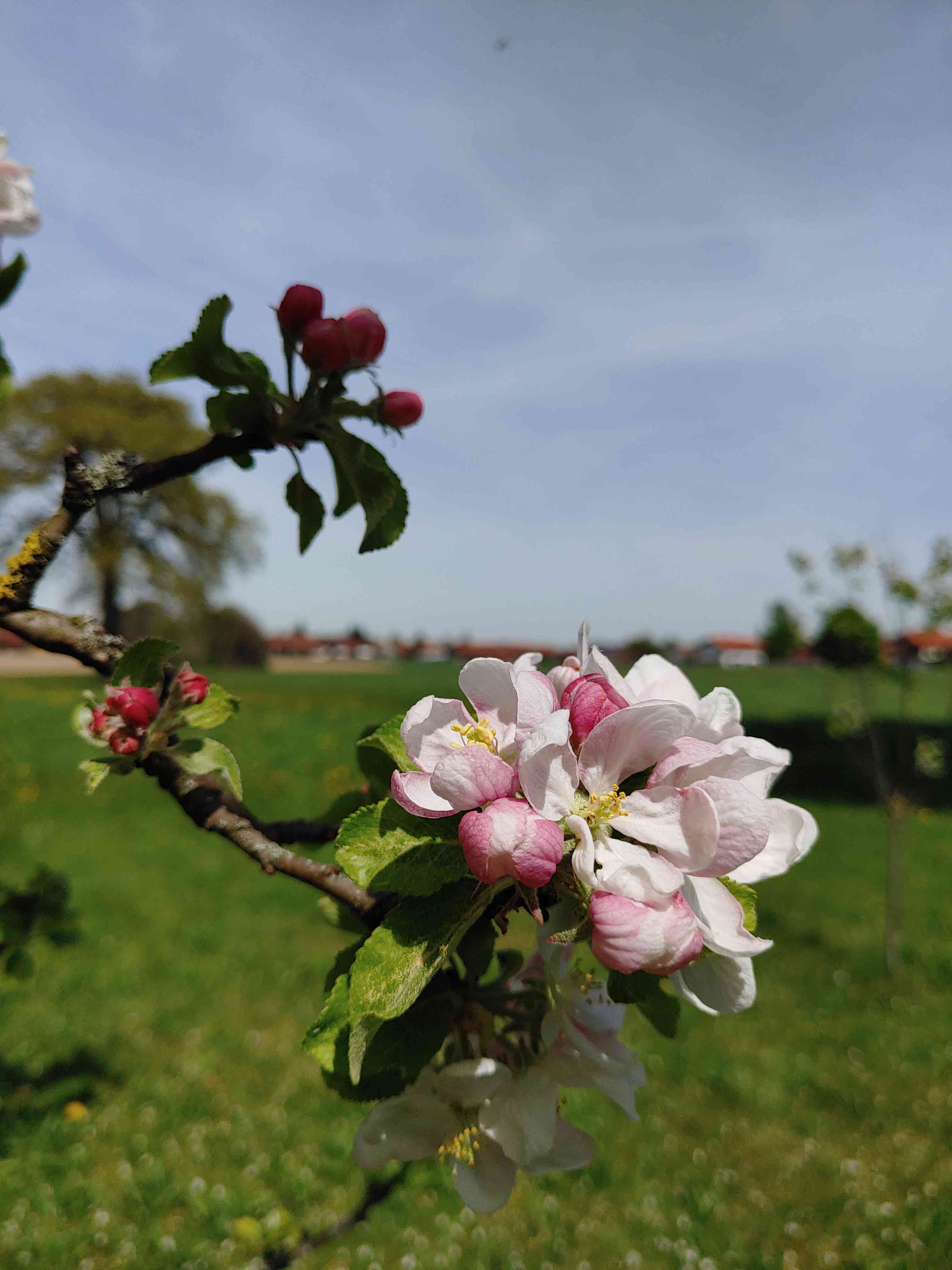 Blühender Apfelbaum