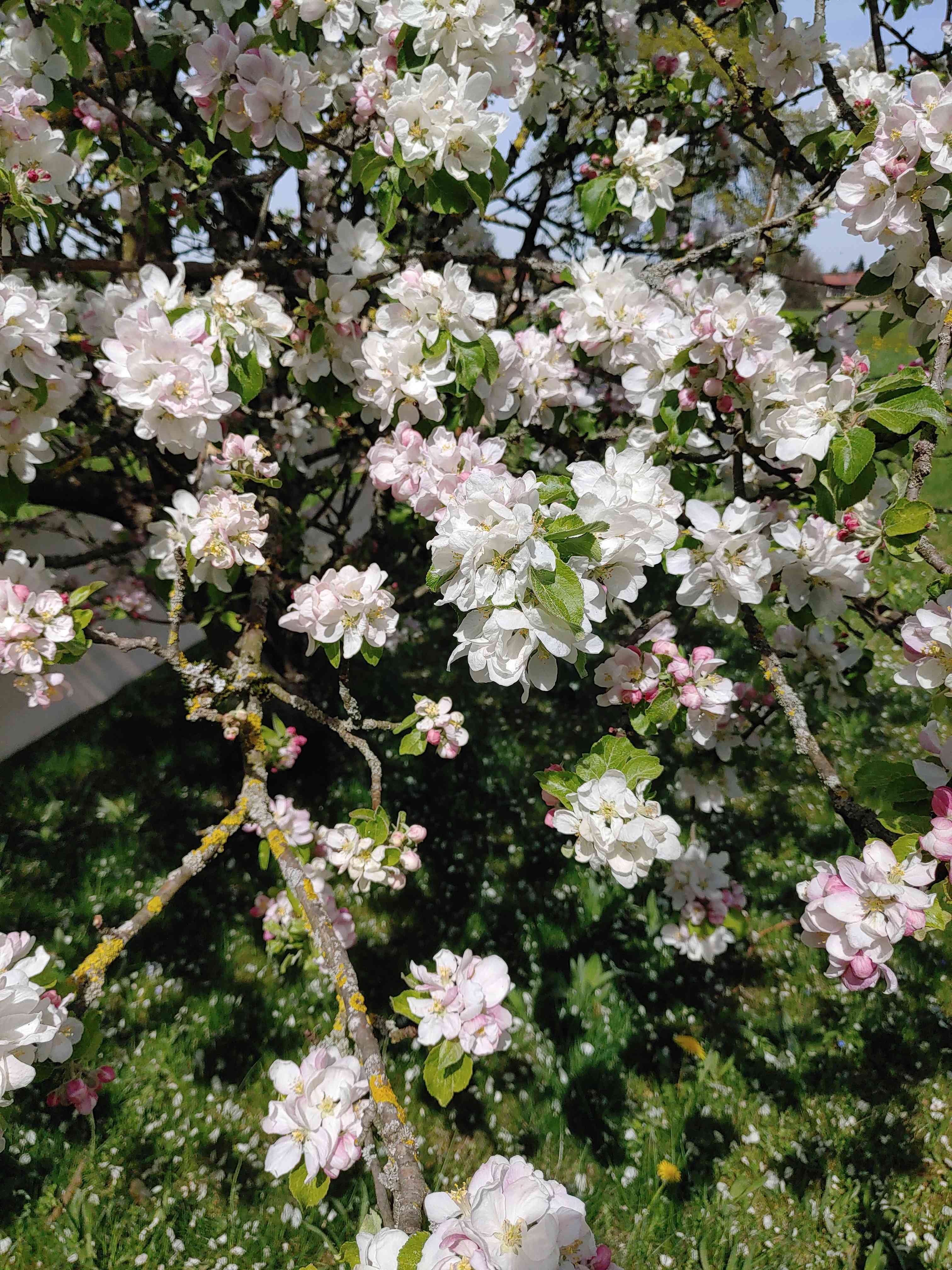 Blühender Apfelbaum